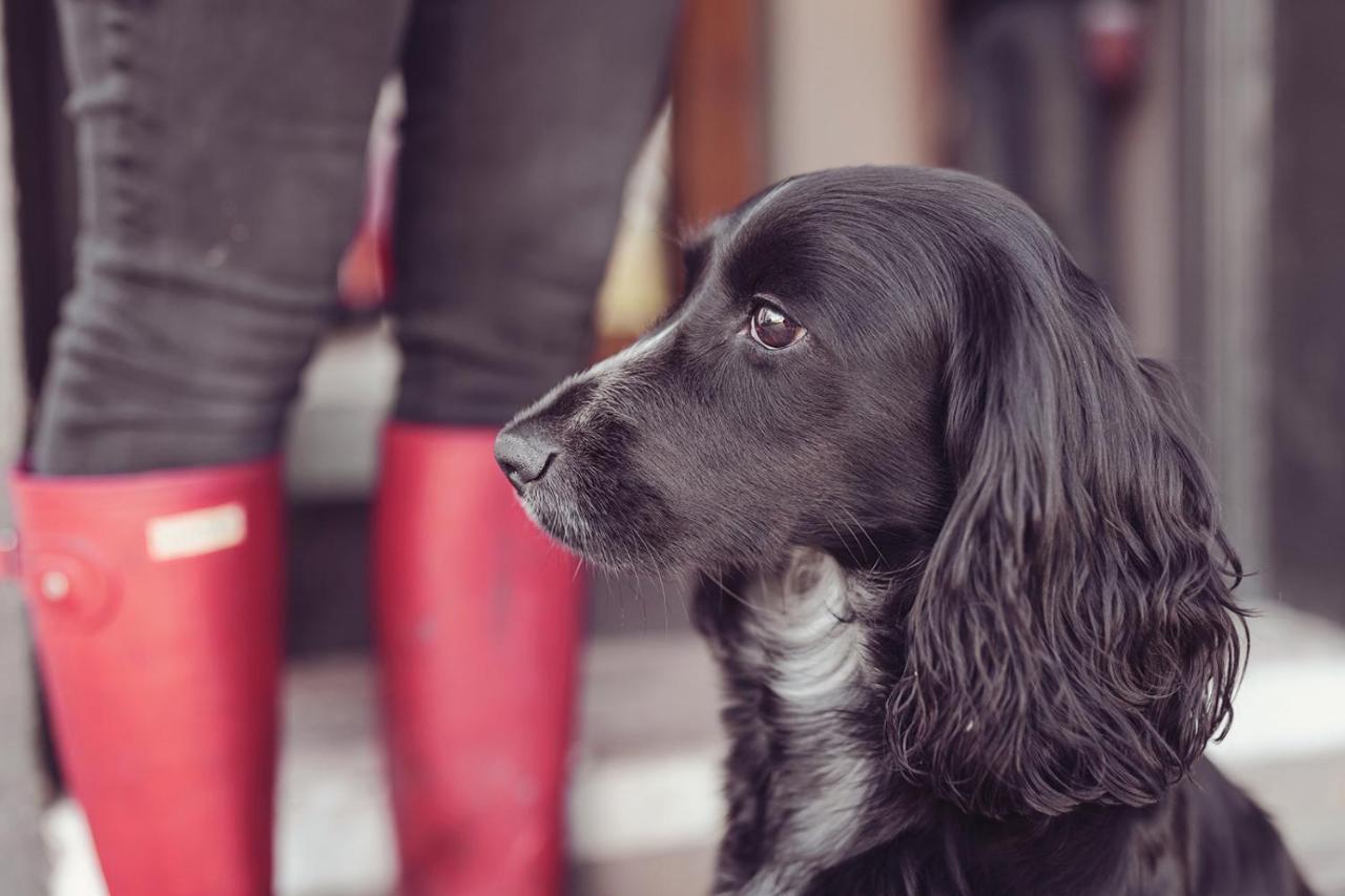 Longlands Inn & Cottages Carnforth Eksteriør bilde A black and white English Cocker Spaniel